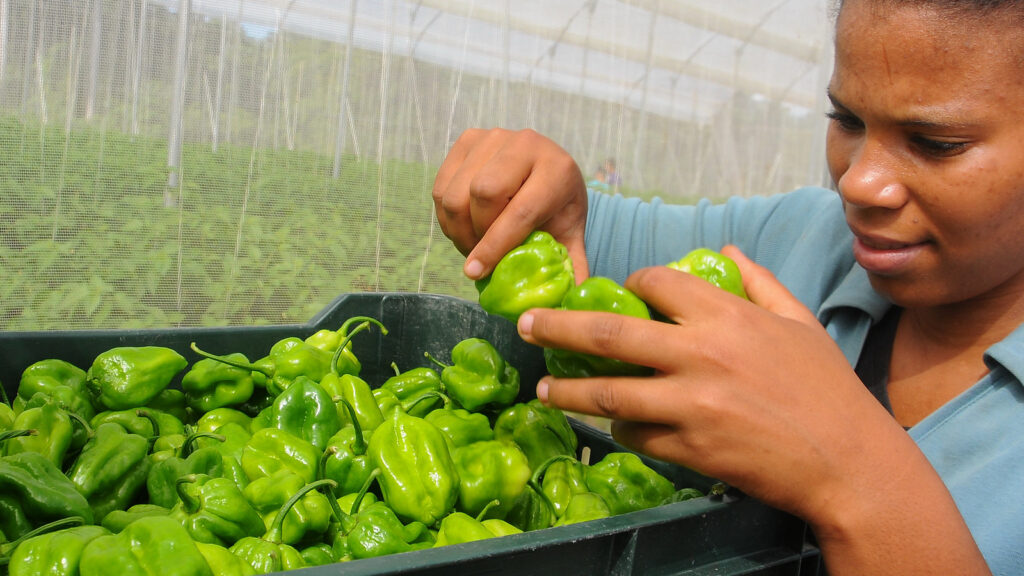 ¿Que se puede cobrar después del subsidio?